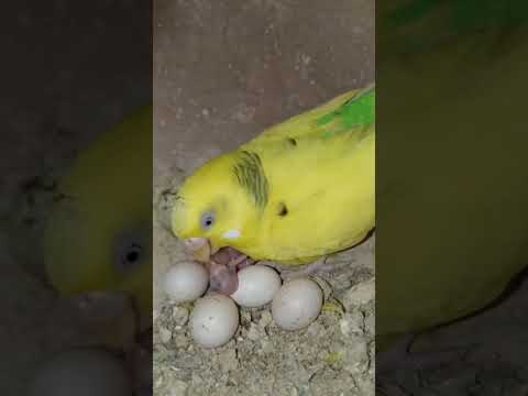 Birds#shortvideo #shorts #birds #birdslover #trending 🥰🥰