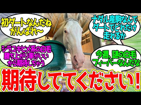 シューネグロッケン ← 2歳白毛といえばゴージャスだけじゃないぞ！に対するみんなの反応！【競馬 の反応集】