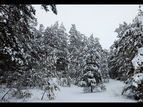 Падал белый снег. Кавер-версия. Автор музыки и слов – Максим Куст.