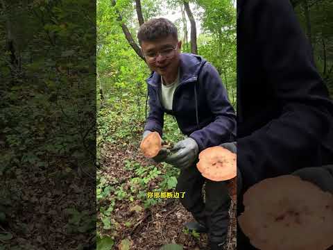 跟老丈人上山采蘑菇 中秋回家采蘑菇上山采蘑菇大山里的味道 榛蘑