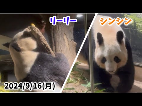 【おやつ🍪リーリー＆ウロウロ💨シンシン🐼】〜2024/9/16(月)上野動物園〜