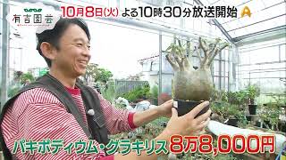 目指せ有吉園芸店！売れ筋植物を大調査【夢が咲く 有吉園芸～Road to open a garden shop～】