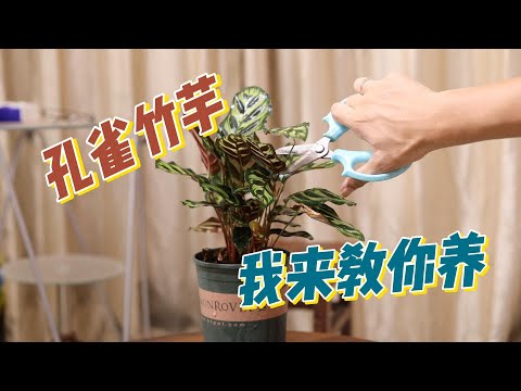 孔雀竹芋怎么养？园艺师教你，孔雀竹芋的详细养护技巧