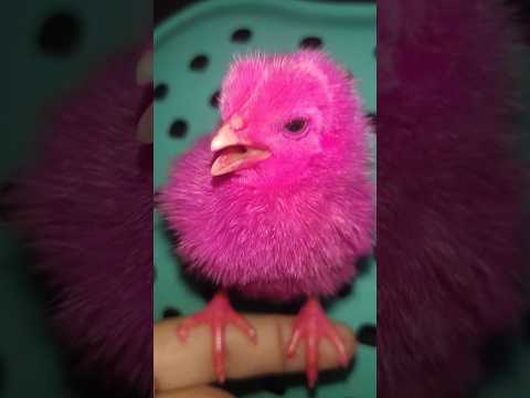 Wow chicks hen funny videos | video of cute chickens | mugi ka bacha #cute #birds #hen #chicks