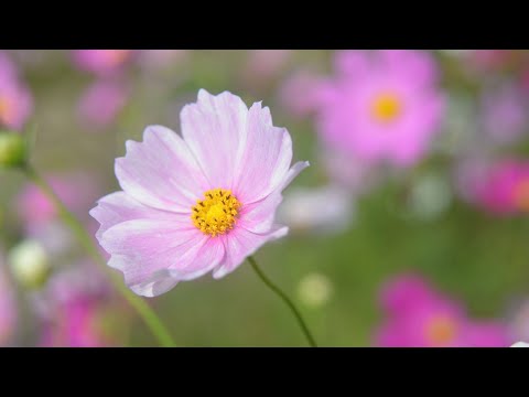 コスモスの花舞