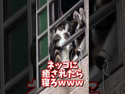 ネッコの動画で癒されたら寝ろｗｗｗ　#2ch #2chまとめ 動物スレ #2ch面白いスレ #動物 #犬 #猫 #癒やし #ねこ動画 #ねこ