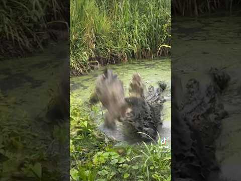 Huge crocodiles jumps out of the water! #shorts #crocodiles #yourubeshorts