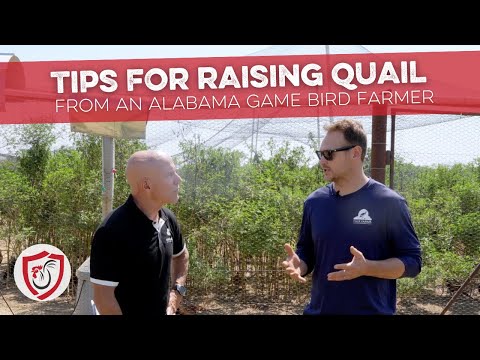 Tips for Growing Quail from an Alabama Game Bird Farmer