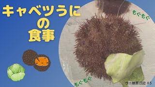 【キャベツウニ】エゾバフンウニの食事　キャベツver.【ウニ観察日記 ♯5】