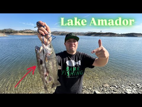 TROUT Season at Lake Amador Has Begun! 11/9/24 #fishing #trout #fish #funny #new #california #video