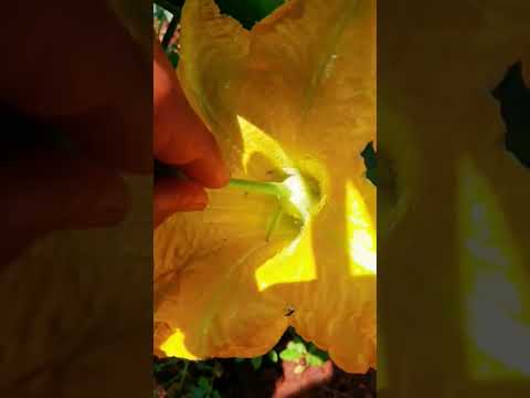 pollination pumpkin by hand! gardener #shorts #ytshorts