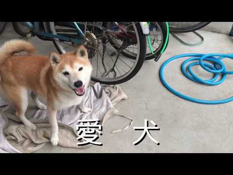 【愛犬】20191019　我家の愛犬　なぜなんだ･･･