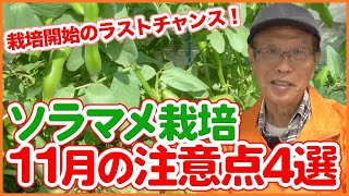 家庭菜園や農園でソラマメ栽培開始のラストチャンス！防寒のタイミングやアブラムシ対策！11月の注意点4選を徹底解説！【農園ライフ】