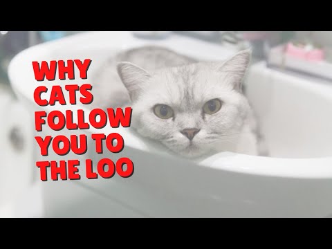 Why Cats Go To The Toilet With You | Two Crazy Cat Ladies