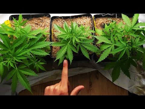 Cannabis Autoflowers auf dem Balkon und der Fensterbank | Woche 5