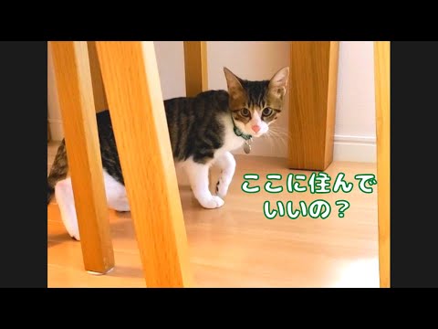 【生後4ヶ月】我が家に子猫がやってきた！