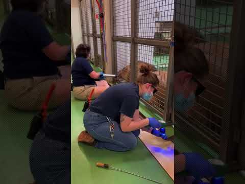 What is Cold Laser Therapy used in lions? #shorts #vet