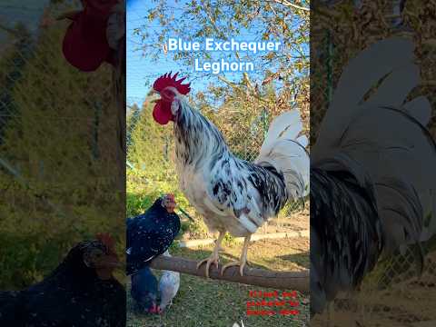 Blue Exchequer Leghorn rooster #exchequerleghorn #leghorns #leghornchicken #rooster #farming #hahn