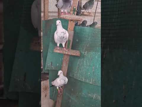 Racer pigeons kese hain