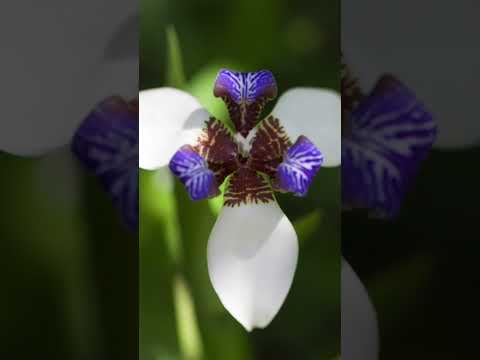 Go on a Botanical Excursion with me to Costa Rica! 🌿