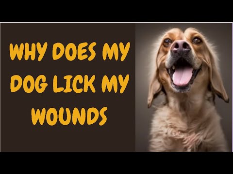 Why Does My Dog Lick My Wounds