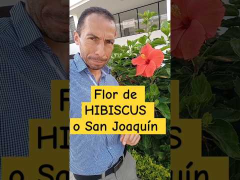 Flor de HIBISCUS o San Joaquín