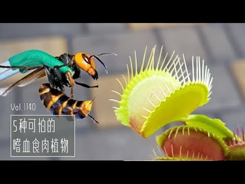 5種可怕的嗜血食肉植物【Science】5 scary bloodthirsty carnivorous plants