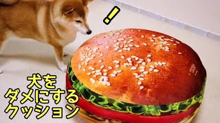 犬をダメにするクッション！ビックハンバーガーにかじりつく柴犬チャーミー