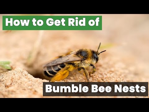 How to Get Rid of Bumble Bee Nests in the Ground Safely