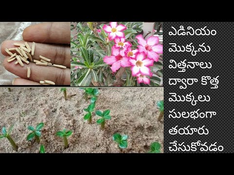 How to grow Adenium from seeds  విత్తనాలు ద్వారా ఎడినియంమెుక్కలు/ Telugudanam by Divyavarma