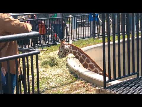 Asahikawa city asahiyama zoo 旭川市　旭山動物園　キリン　きりん　2023年05月05日の状況