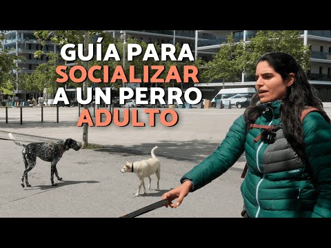 ¿Cómo SOCIALIZAR a un PERRO ADULTO? 🐶 ¡Todo lo que debes saber!