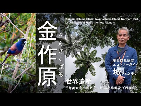 【4K】12月冬の探検｜東洋のガラパゴス奄美大島『金作原』散策エコツアー