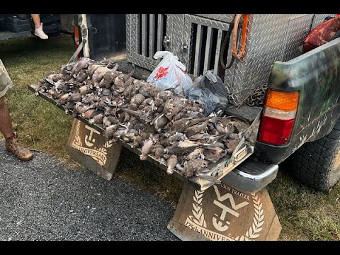 Opening Day Dove Hunt 2024 356 Birds Killed!!!