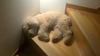 一緒に寝たくて階段で待っている大きいトイプードル【デカプー】【トイプードルのロアくん】【toy poodle】