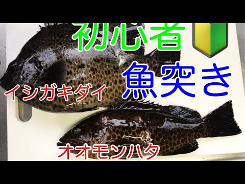 ぼくは素潜りでイシダイが獲りたい