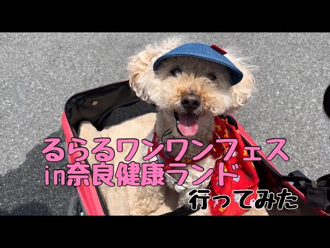 【犬のイベント】るらるワンワンフェスin奈良健康ランドにいって帽子かったら可愛すぎた