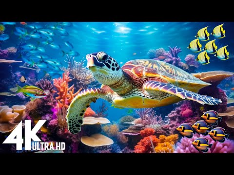 Under Red Sea 4K - Beautiful Coral Reef Fish in Aquarium, Sea Animals for Relaxation - 4K Video #228