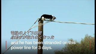 猫が`電線の上で3日間立ち往生 米アリゾナ州