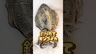 モンゴイカ【カミナリイカ】の捌き方 #モンゴイカ捌き方#カミナリイカ捌き方