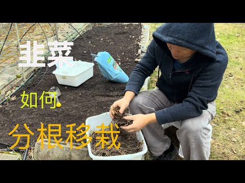 【渔耕笔记】韭菜种植 韭菜分根移栽 何时分根 如何移栽实现高产 How Garlic Chives Divide and Transplant