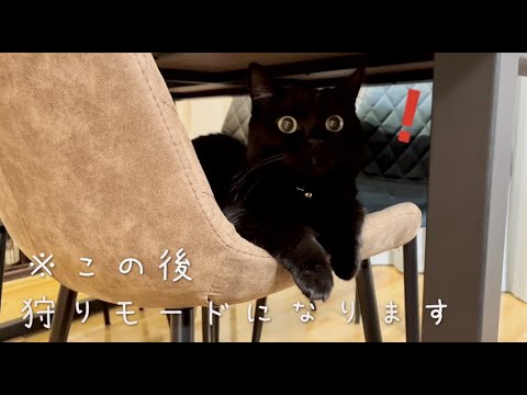 飼い主の手が気になりそーっと近付く黒猫 | 変わった特技を披露