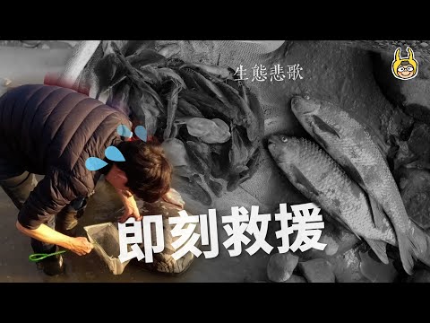 Rescue Taiwan Native Fish: Take Action Now!