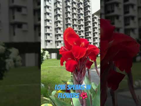 Love speaks in flowers🌺 #singapore #singaporelife #condoviews #love #ytshorts #shorts #imvikasrawat