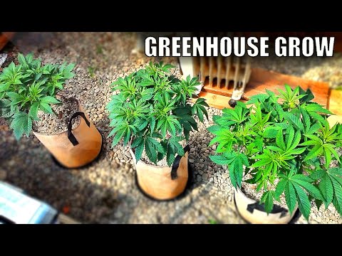 Extreme Topping FULL Recovery! | Wedding Cake Grow Week 14