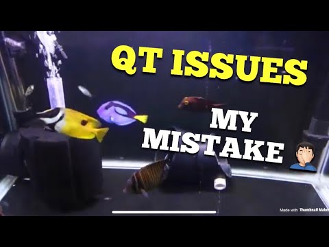 Issues in QT I had never heard of this !