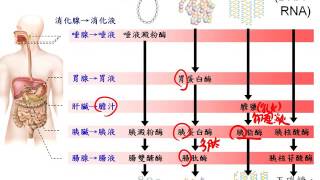 基礎生物3 2 05消化液中消化酵素的功能一博