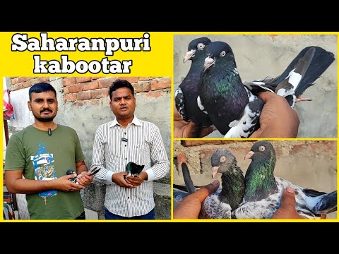 High Flying indian Saharanpuri Zakh Pigeon For Sale ! Arshad idrisi pigeon