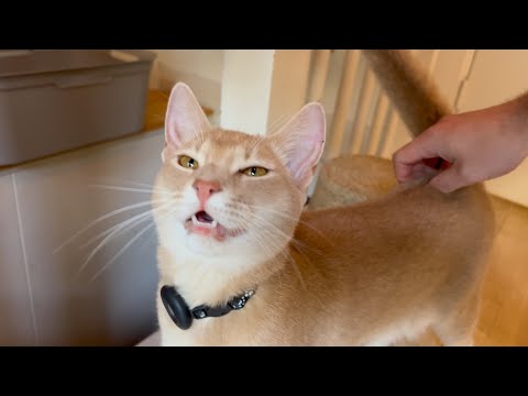 Precious boi gently asks for his dinner and purrs while eating