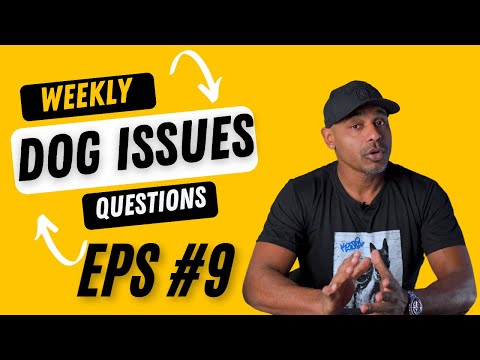 Dog training k9 dog trainer obedience protection tactical training tips and tricks weekly QnA EP9